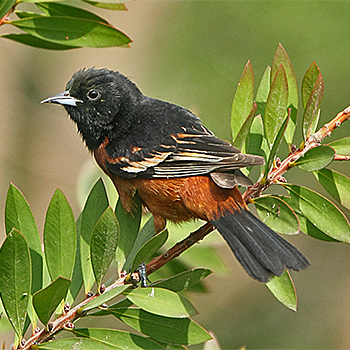 Orchard Oriole
