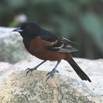 Orchard Oriole