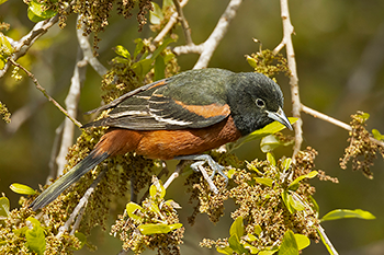 Orchard Oriole