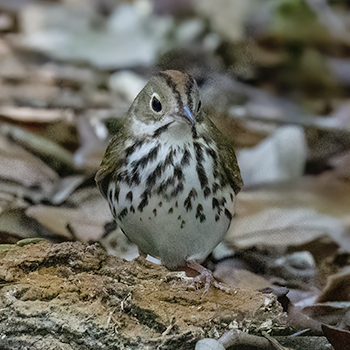 Ovenbird