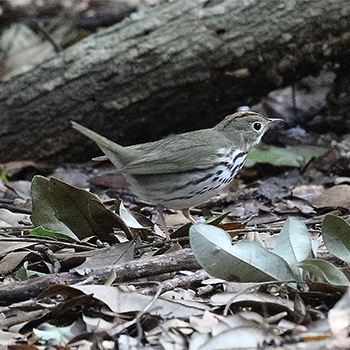 Ovenbird