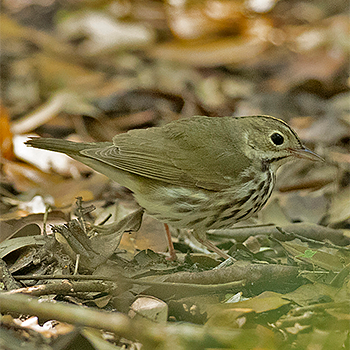 Ovenbird