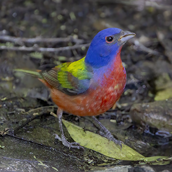 Painted Bunting
