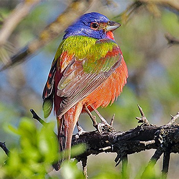 Painted Bunting