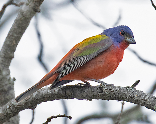 Painted Bunting