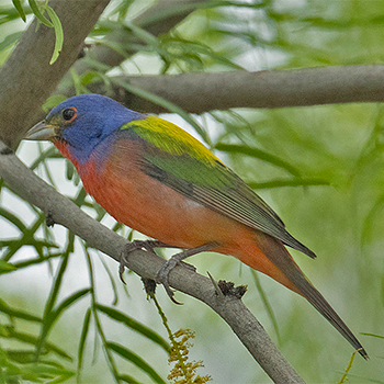 Painted Bunting