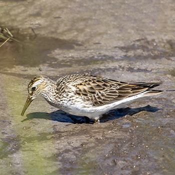 Pectoral Sandpiper