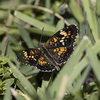 Phaon Crescent
