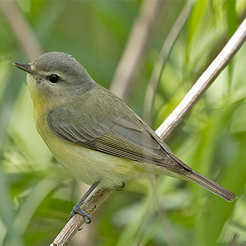 Philadelphia Vireo