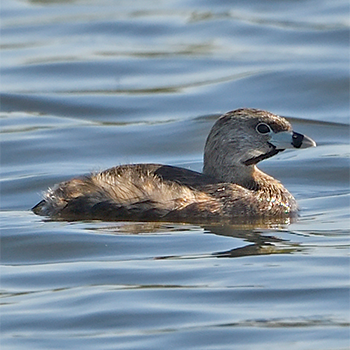 Pied-billed Grebe
