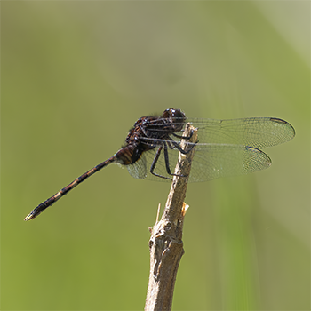 Pin-tailed Pondhawk