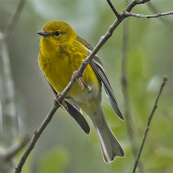 Pine Warbler