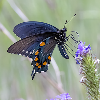 Pipevine Swallowtail