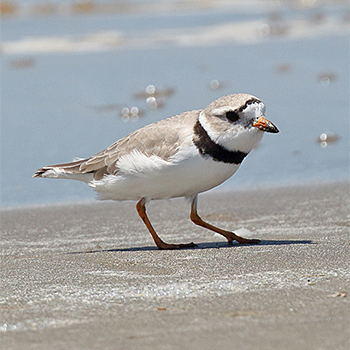 Piping Plover