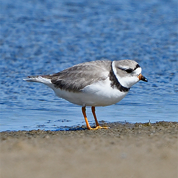 Piping Plover