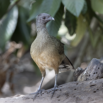 Plain Chachalaca