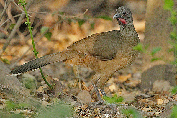 Plain Chachalaca