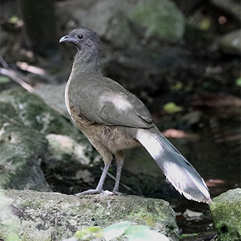 Plain Chachalaca