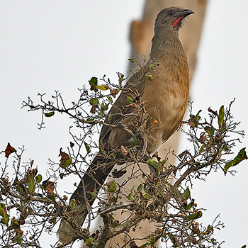 Plain Chachalaca