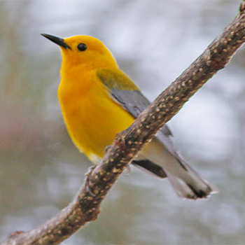 Prothonotary Warbler