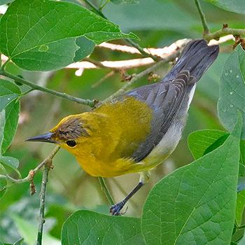 Prothonotary Warbler