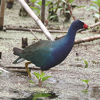 Purple Gallinule