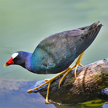 Purple Gallinule
