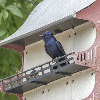 Purple Martin