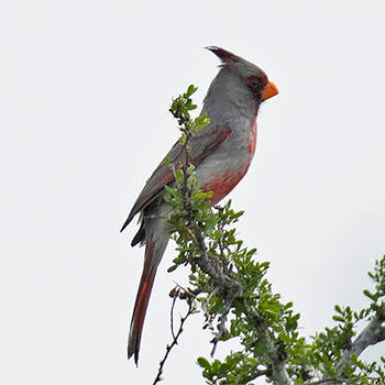 Pyrrhuloxia
