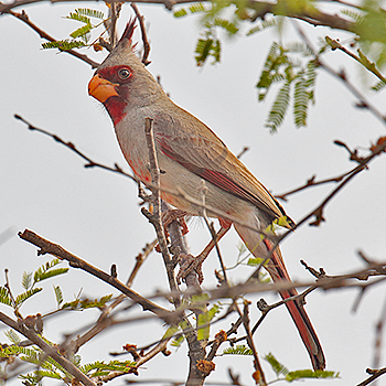 Pyrrhuloxia
