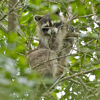 Racoon