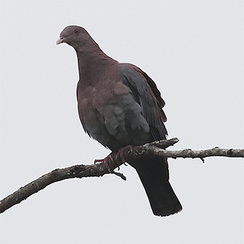 Red-billed Pigeon
