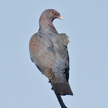 Red-billed Pigeon