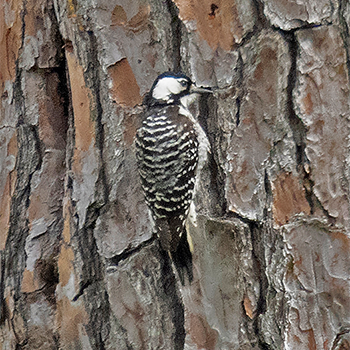 Red-cockaded Woodpecker