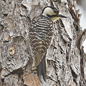 Red-cockaded Woodpecker