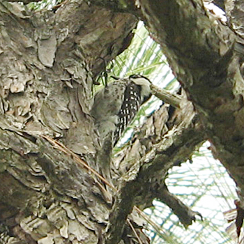 Red-cockaded Woodpecker