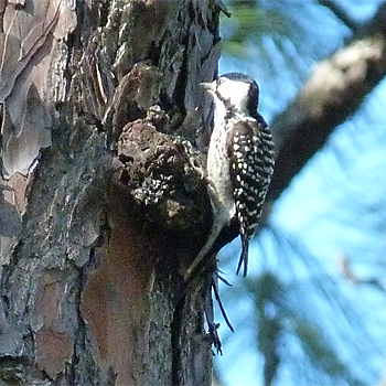 Red-cockaded Woodpecker