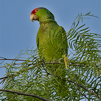 Red-crowned Parrot