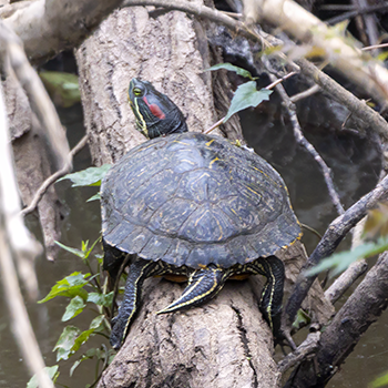 Red-eared Slider