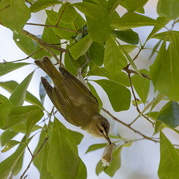 Red-eyed Vireo