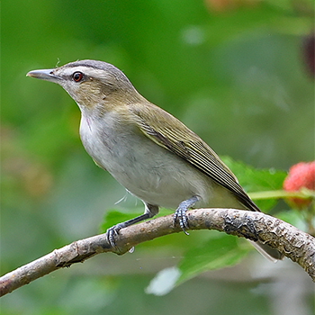 Red-eyed Vireo