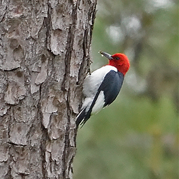 Red-headed Woodpecker