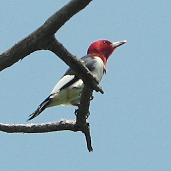 Red-headed Woodpecker