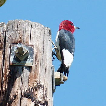 Red-headed Woodpecker