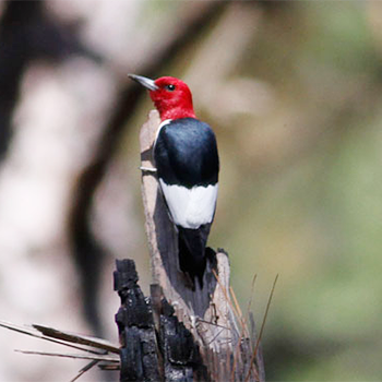 Red-headed Woodpecker