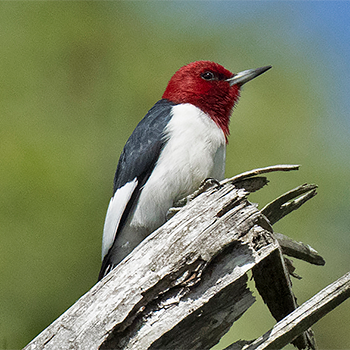 Red-headed Woodpecker