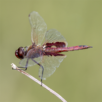 Red Saddlebags