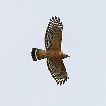 Red-shouldered Hawk