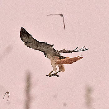 Red-tailed Hawk