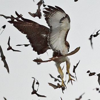 Red-tailed Hawk catching bat